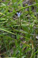 Image of Mendocino gentian