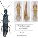 Image of Philonthus (Philonthus) micans (Gravenhorst 1802)