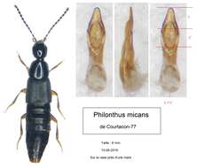 Image of Philonthus (Philonthus) micans (Gravenhorst 1802)