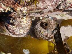 Image of Cunjevoi sea squirt