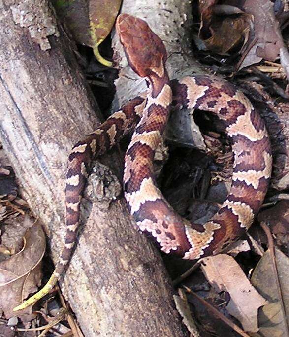 Image of Cottonmouth