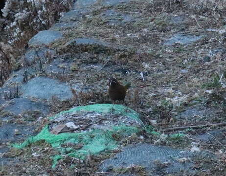 Image of White-whiskered Laughingthrush