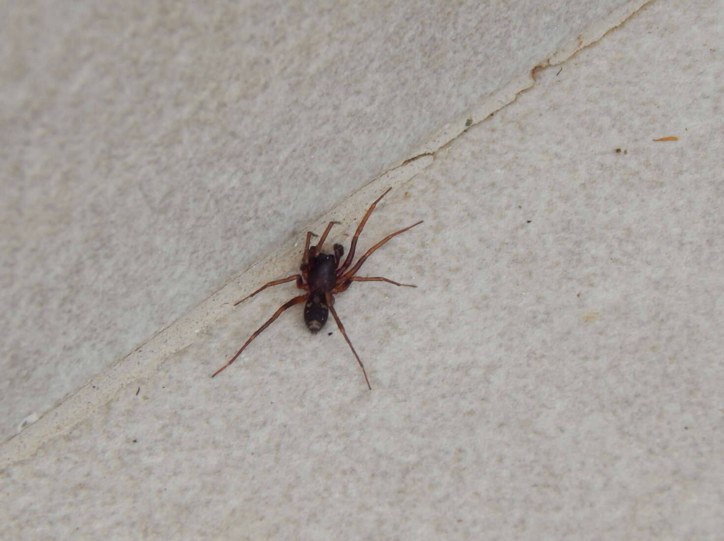 Image of Antmimic spider