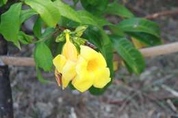 Image of bush allamanda