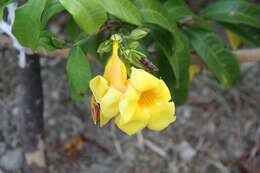 Image of bush allamanda