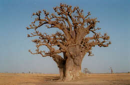 Image of African Baobab