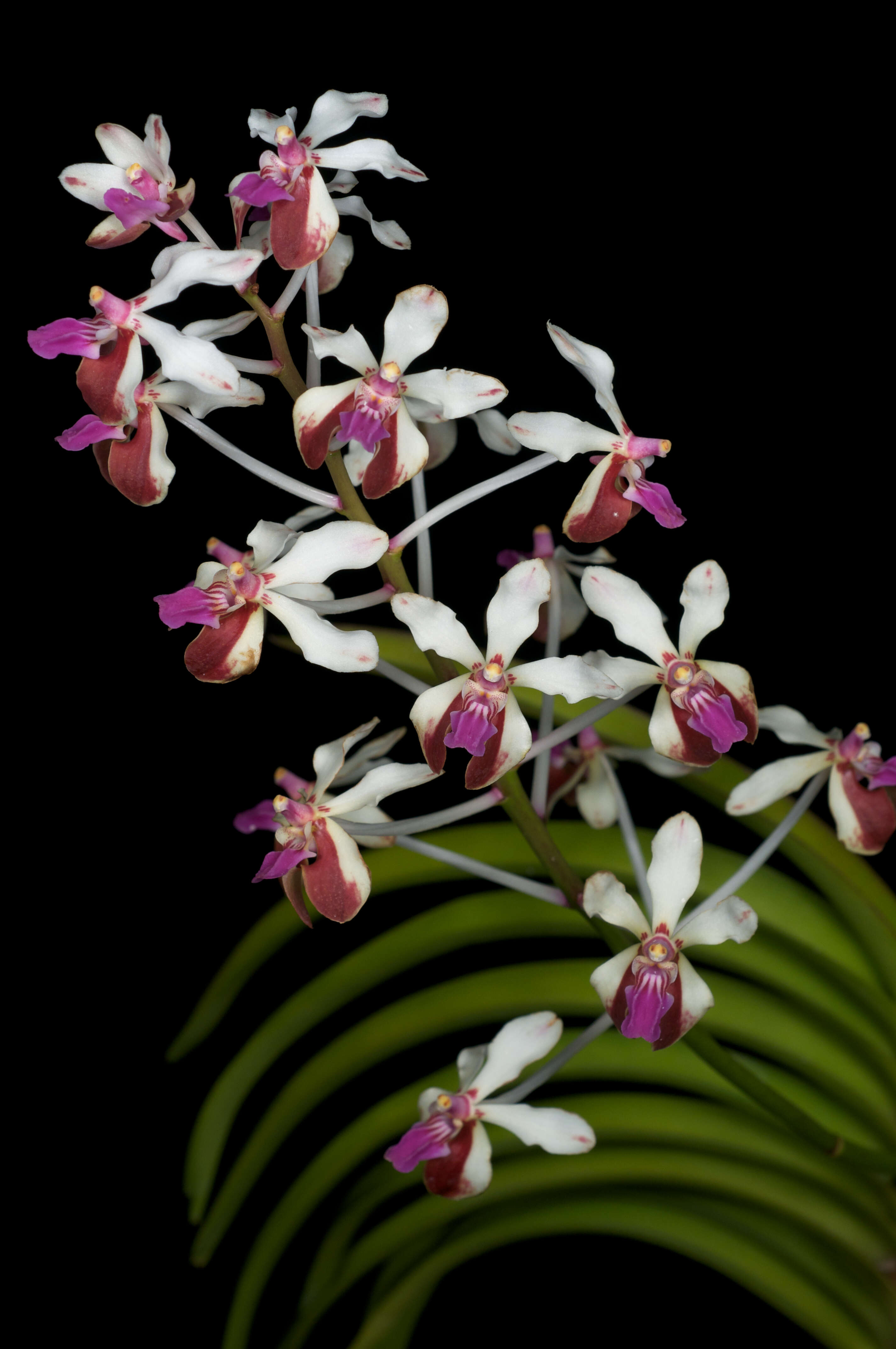 Image of Vanda lamellata Lindl.