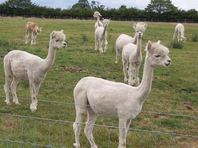 Image of Alpaca