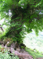 Image of Wych elm