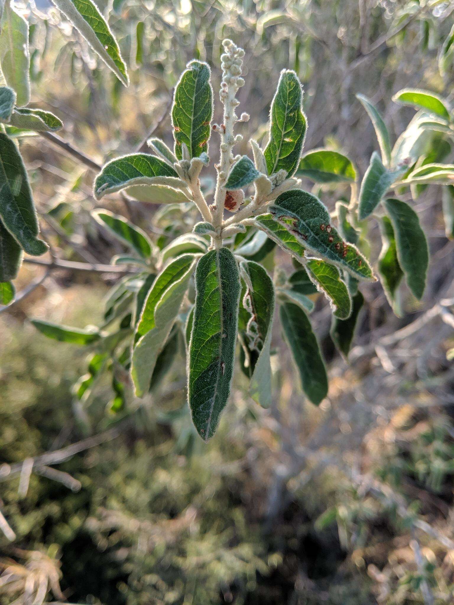 Image of Torrey's croton