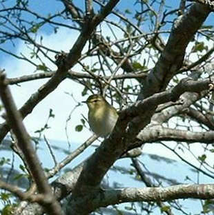 Image of Willow Warbler