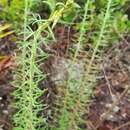 Image of Florida blazing star