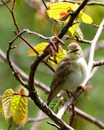 Image of Willow Warbler