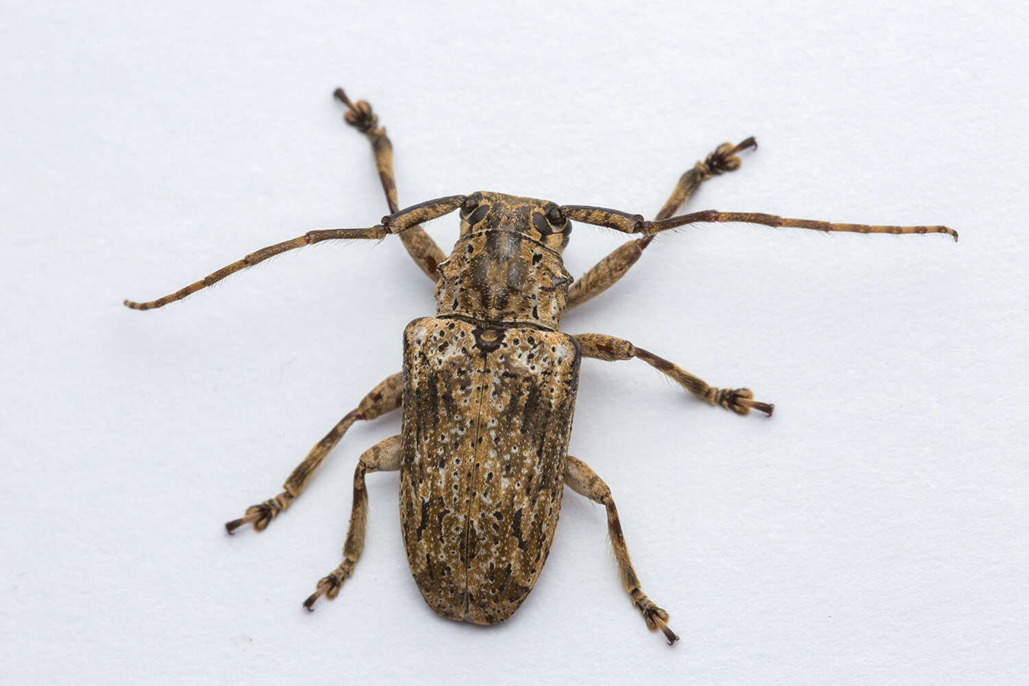 Image of Long-horned beetle