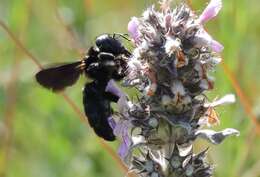 Imagem de Xylocopa violacea (Linnaeus 1758)