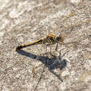 Image of Orthetrum caledonicum (Brauer 1865)