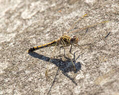 Image of Orthetrum caledonicum (Brauer 1865)