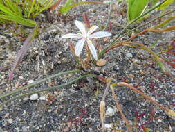 Image of Trachyandra filiformis (Aiton) Oberm.