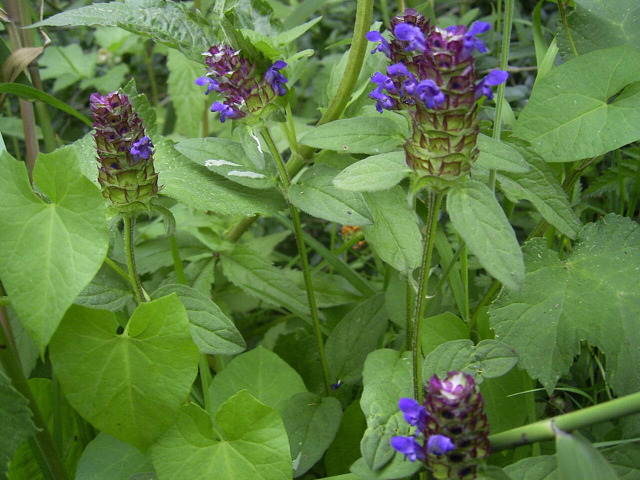 Image of common selfheal