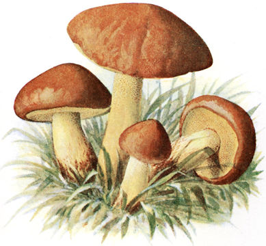 Image of <i>Suillus granulatus</i> (L.) Roussel 1796