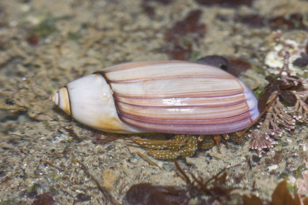 Image of Callianax biplicata (G. B. Sowerby I 1825)