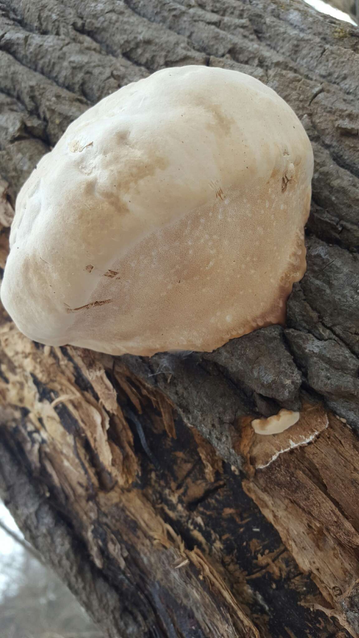 Image of Fomitopsis ochracea Ryvarden & Stokland 2008