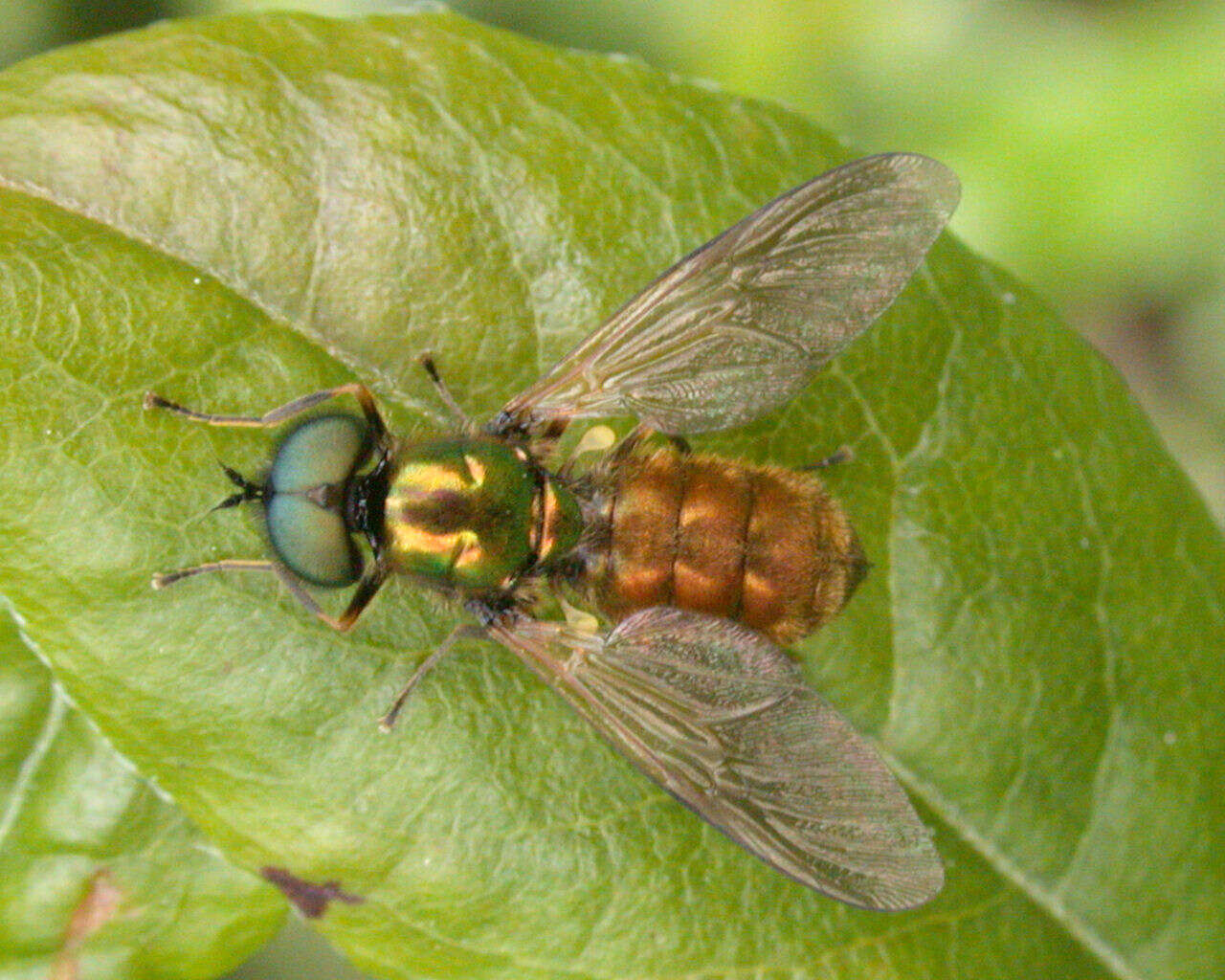 Sivun Chloromyia formosa (Scopoli 1763) kuva