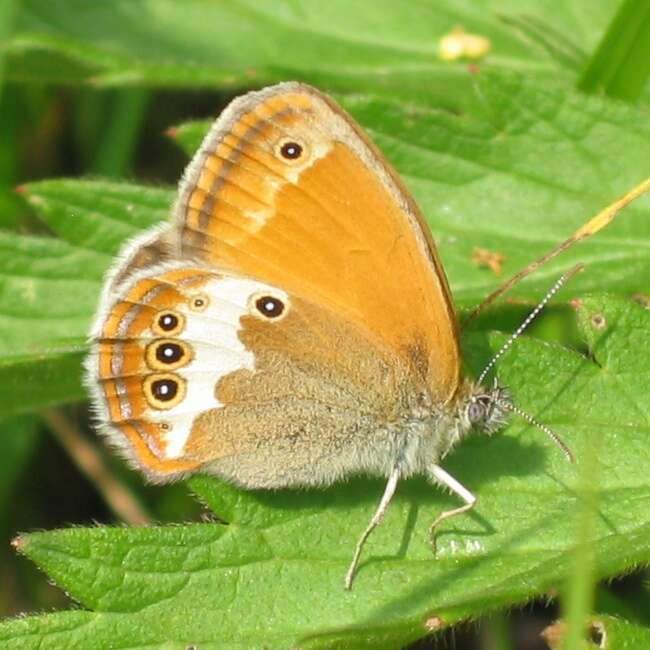 Image of pearly heath