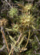 Plancia ëd Trifolium leucanthum M. Bieb.