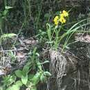 Image of Calceolaria dentata Ruiz & Pav.