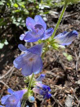 Image of finetooth beardtongue