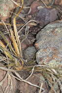 Image of Mammillaria nana Backeb. ex Mottram