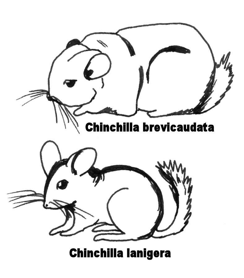 Image of Short-tailed Chinchilla