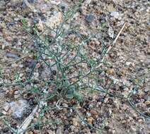 Imagem de Eriogonum rotundifolium Benth.