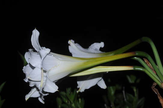 Image of Hippeastrum argentinum (Pax) Hunz.