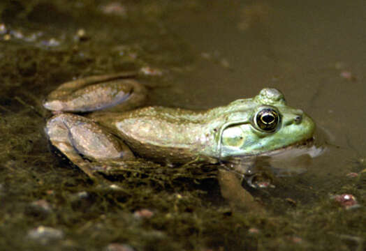 Image of American Bullfrog