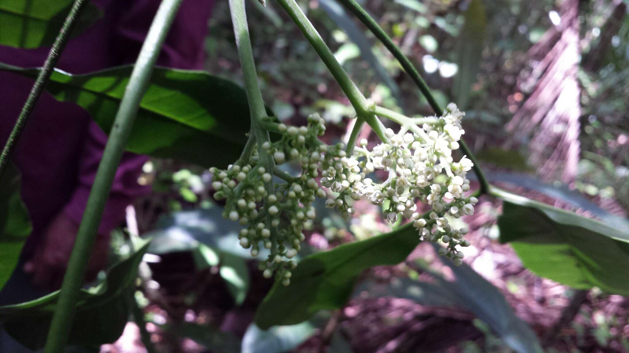 Image of Melicope magnifolia (Baill.) T. G. Hartley