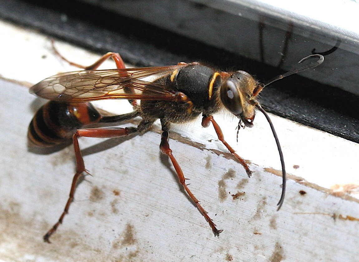 Image of Mud Dauber