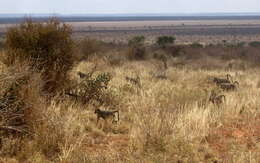 Image of Yellow Baboon