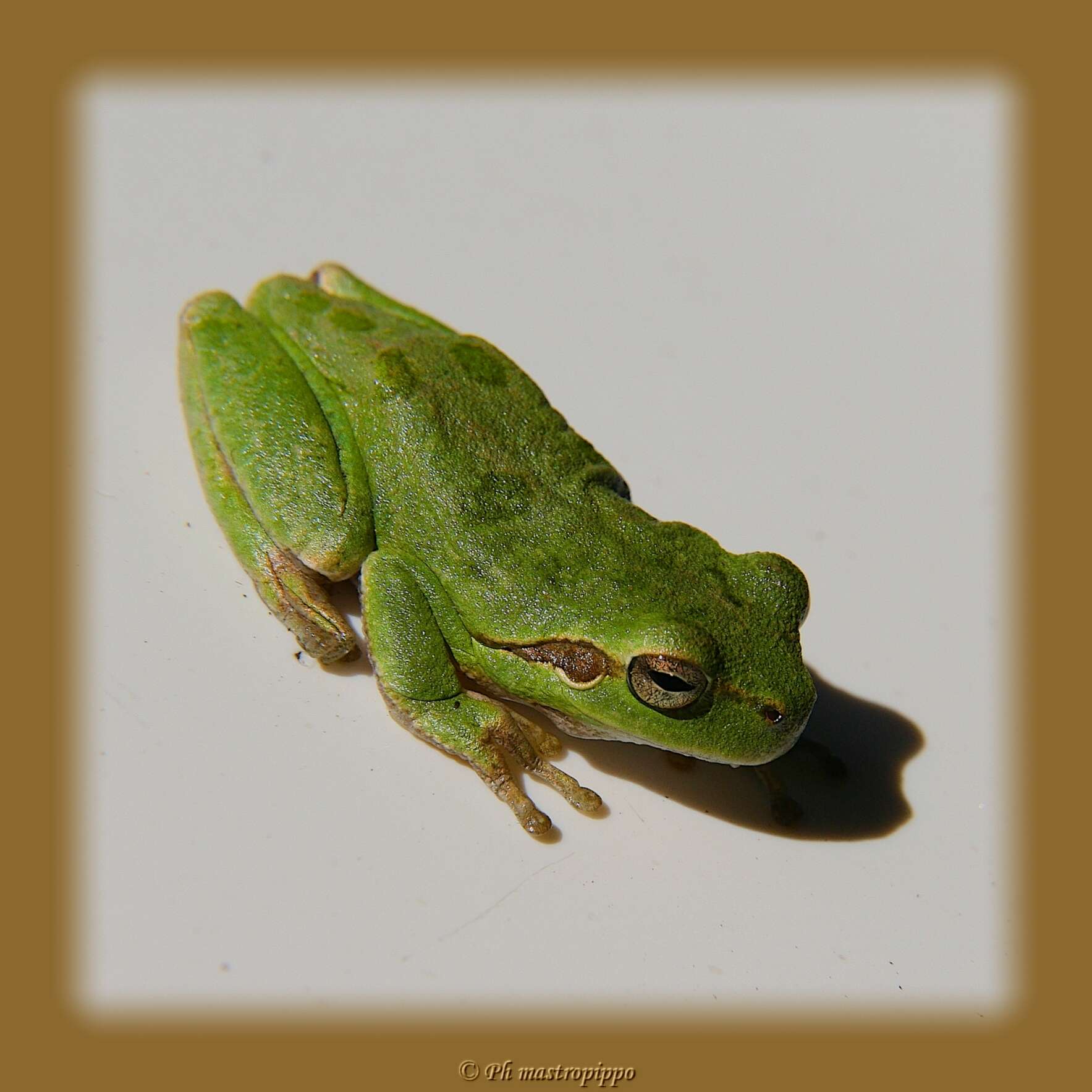 Image of Sardinian Tree Frog