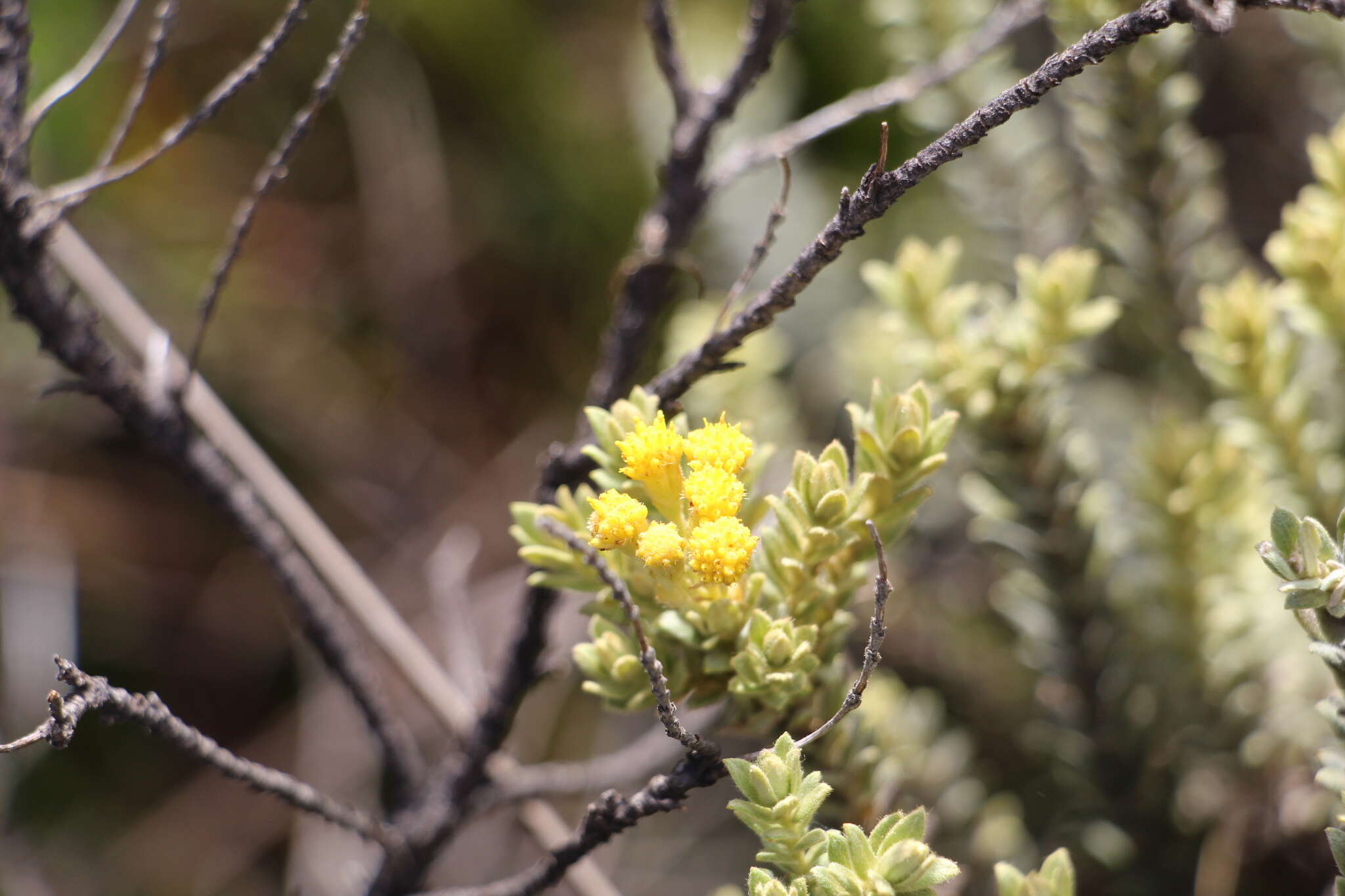 صورة Monticalia ledifolia (Kunth) C. Jeffrey