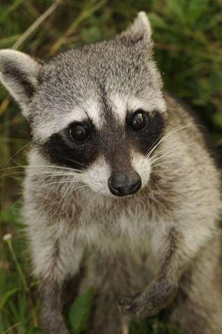 Image of Cozumel Island Raccoon