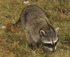 Image of Cozumel Island Raccoon