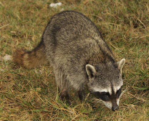 Image of Cozumel Island Raccoon