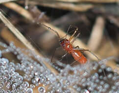 Image of Blacktailed red sheetweaver