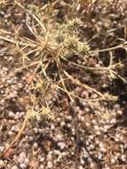 Image de Eryngium aristulatum subsp. parishii (Coulter & Rose) R. M. Beauchamp