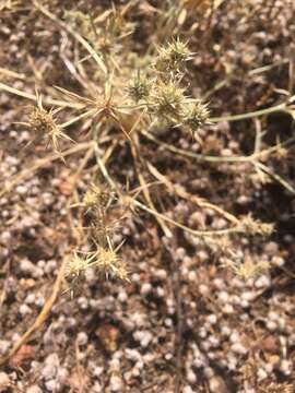 Eryngium aristulatum subsp. parishii (Coulter & Rose) R. M. Beauchamp resmi