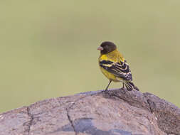 Image of Abyssinian Siskin