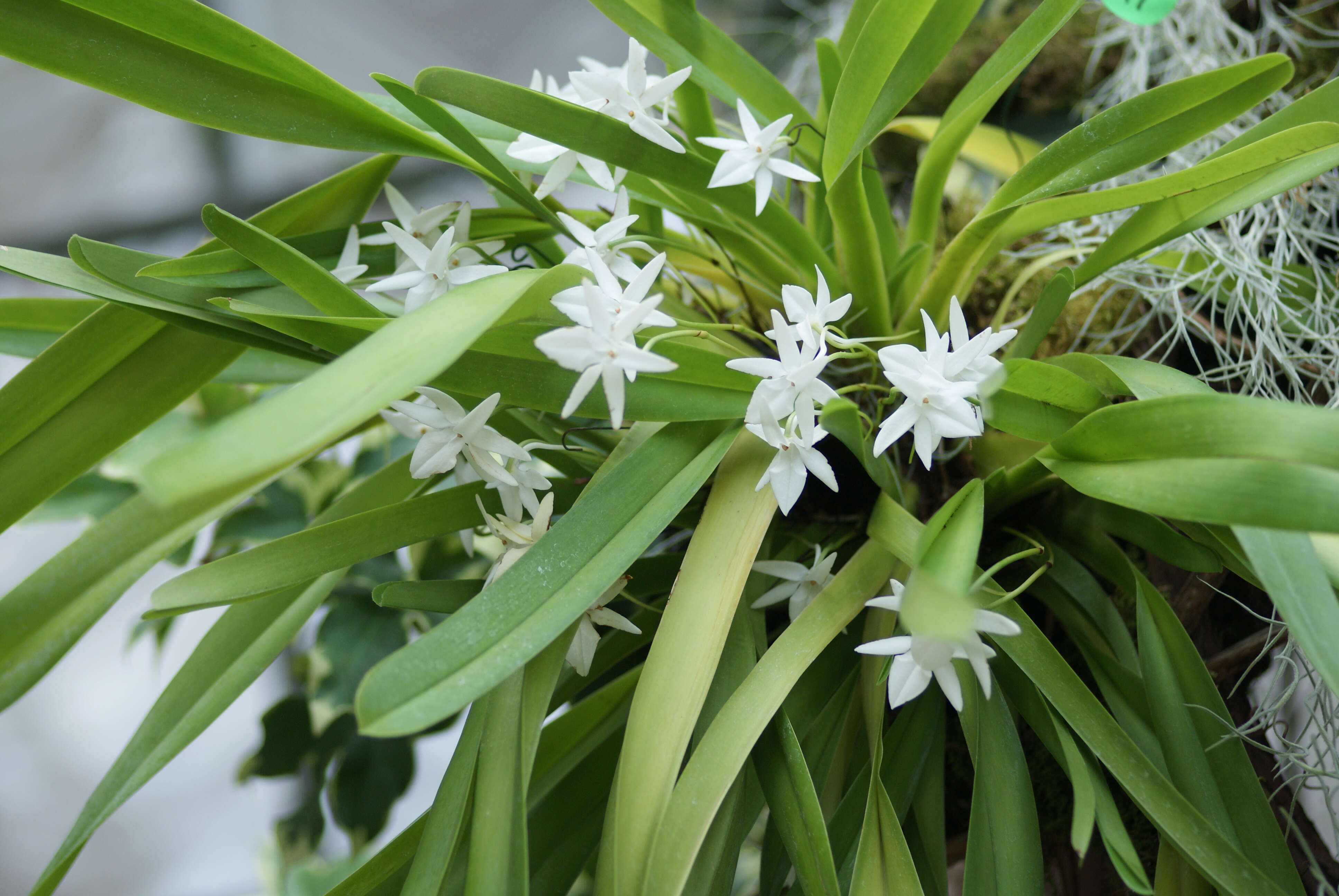 Image of Jumellea arachnantha (Rchb. fil.) Schltr.