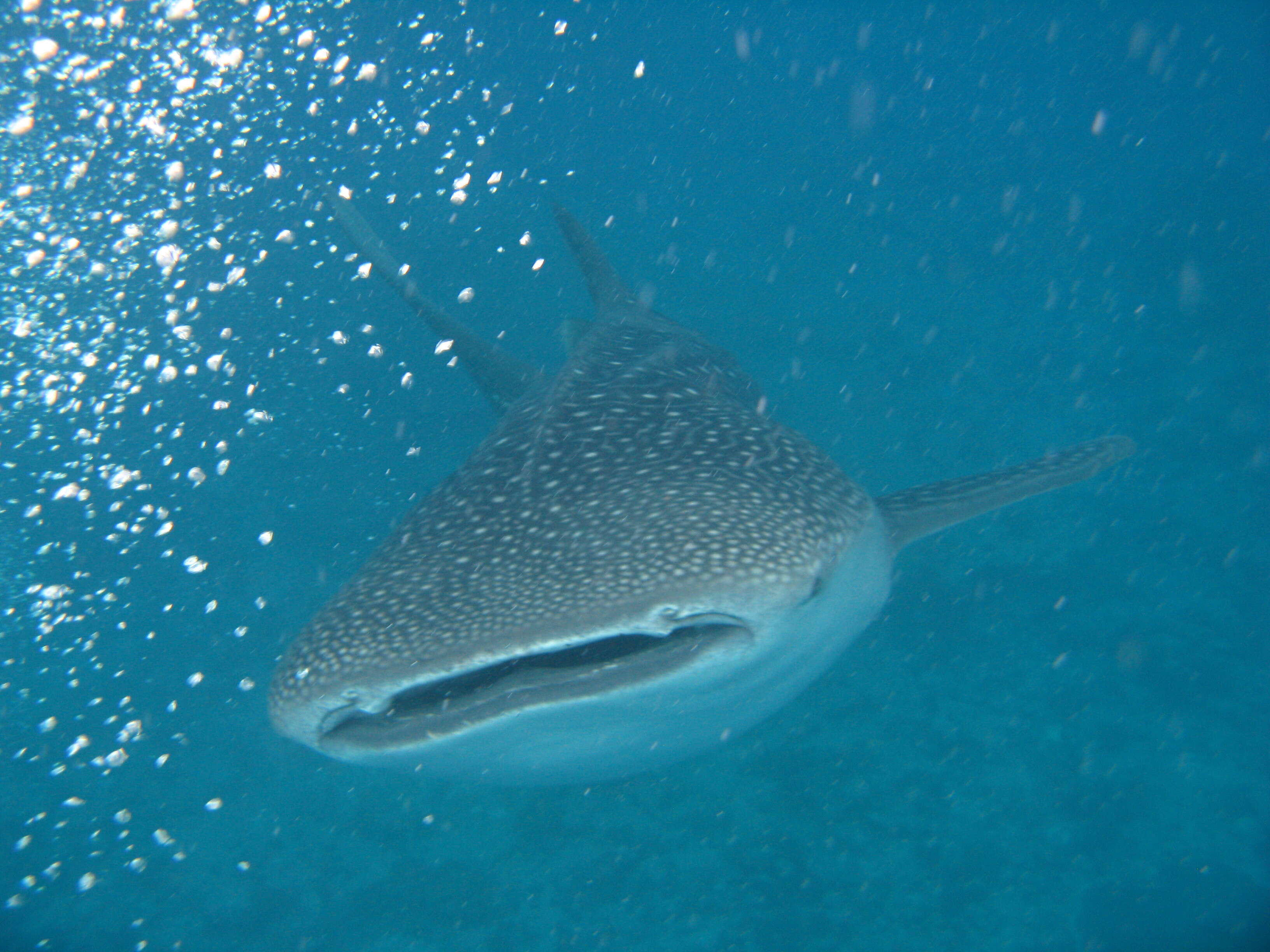 Image of whale sharks